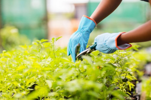 The image shows a person wearing blue gardening gloves using a pair of pruning shears to trim dense green foliage in a garden or greenhouse environment. The garden features a variety of plants, with broad, vibrant green leaves that appear healthy and well-maintained. In the background, there are blurred hints of natural light and possibly other garden elements, indicating an outdoor or greenhouse setting. The person's hands and gardening tool are the focal points, suggesting careful maintenance work typical of professional gardening services in Morden or surrounding areas. The scene exemplifies routine pruning or shrub trimming in a lush, cultivated outdoor space. The natural lighting highlights the vivid green colours and the healthy condition of the plants, supporting garden care and landscaping efforts.
