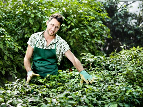 A male gardener in a checkered shirt and green apron is working outdoors in a lush garden, surrounded by various green shrubs and foliage. He is wearing gloves and appears to be pruning or tending to a dense bed of small-leaved plants, with a bright natural light illuminating the scene. The background features taller trees and bushes, creating a vibrant, verdant environment suitable for gardening and landscaping services in Morden, with well-maintained plant beds and natural textures of the garden surfaces visible. This setting embodies professional outdoor plant care and garden maintenance within a residential or landscaped outdoor space relevant to the local area.
