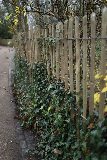 A wooden garden fence made of evenly spaced vertical slats runs along the edge of a narrow pathway, which appears to be made of compacted gravel or small stones. The fence is natural light wood, with